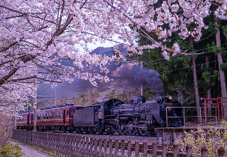 桜路をゆくSLの写真