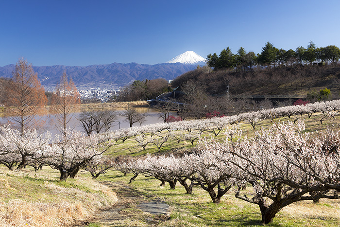 敷島梅の里