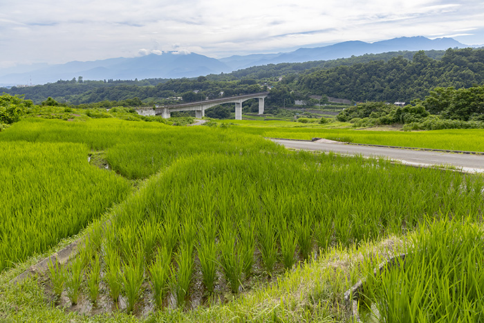 御領の棚田